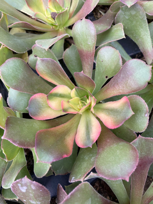 Colorful Shaoxiu/韶羞七彩 Single head with root at least 15cm