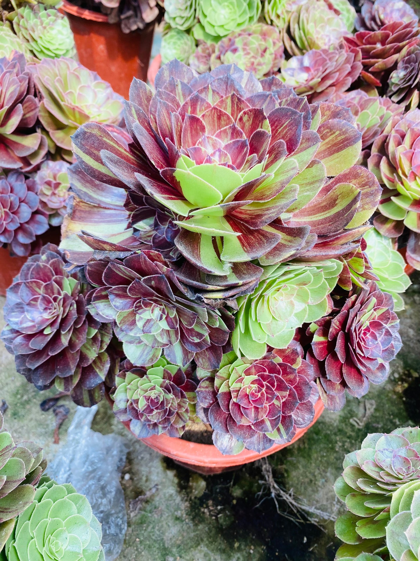 Pulidonis/花月夜 Cluster At least 10 heads 20cm-25cm Aeonium Cluster Succulent Plant