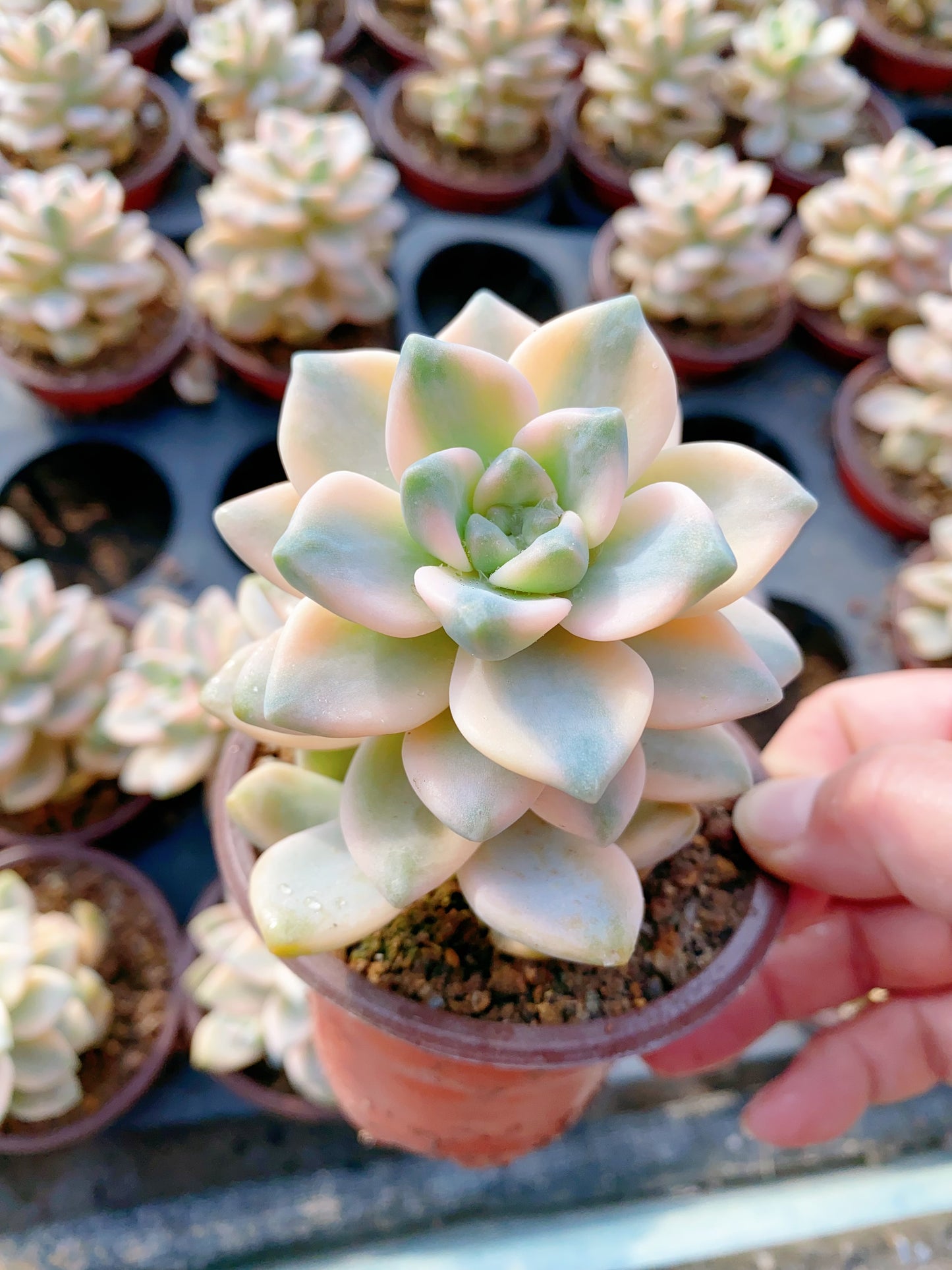 Pachyphytum 'Apricot Beauty' /美杏锦 9cm pot