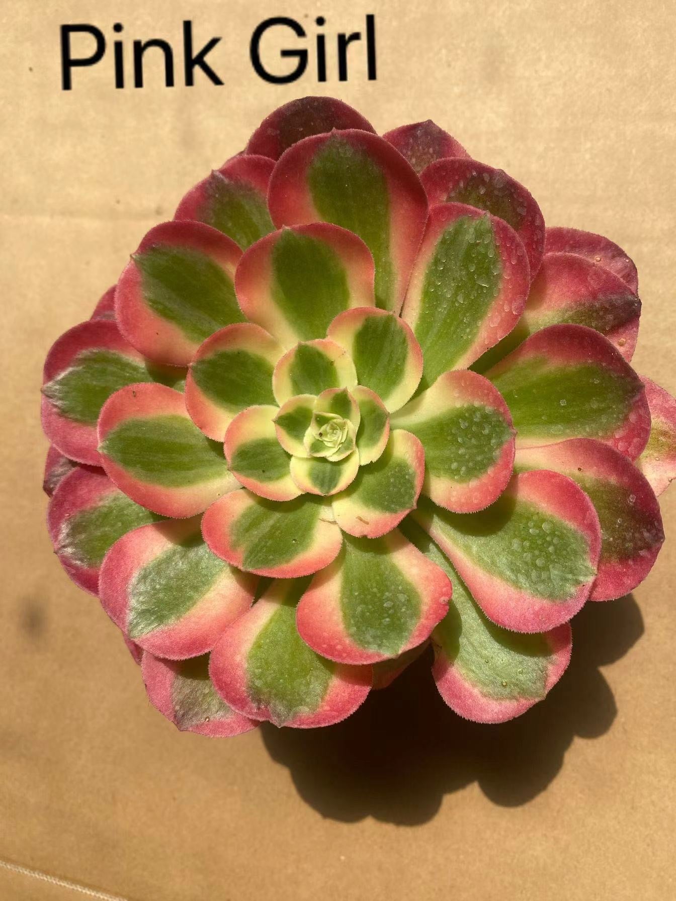 Pink Girl/粉女郎 cutting at least 10cm Aeonium Cutting Succulent Plant