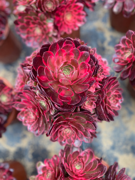 Red Flower Prince/红花郎 cluster 20-30cm at least 12 heads aeonium cluster