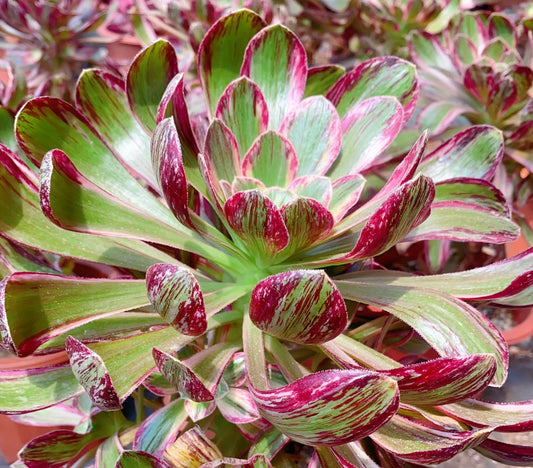 Variegated of The V/V 锦 Cutting At least 10cm