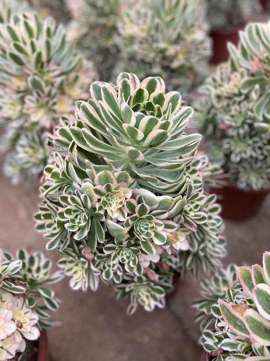 Porsche/保时捷 cluster 20-30cm at least 12 heads