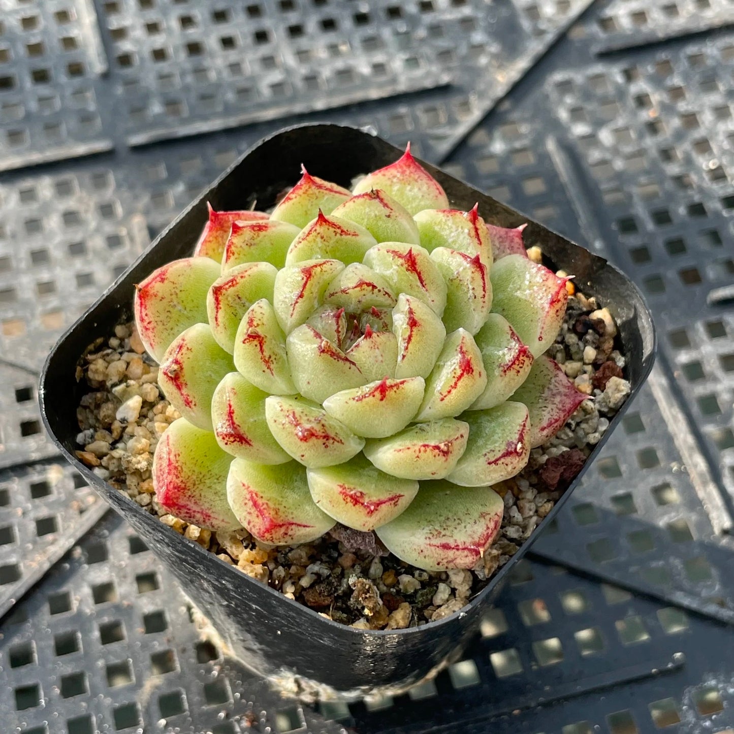 Red Crystal/赤水晶 6cm pot