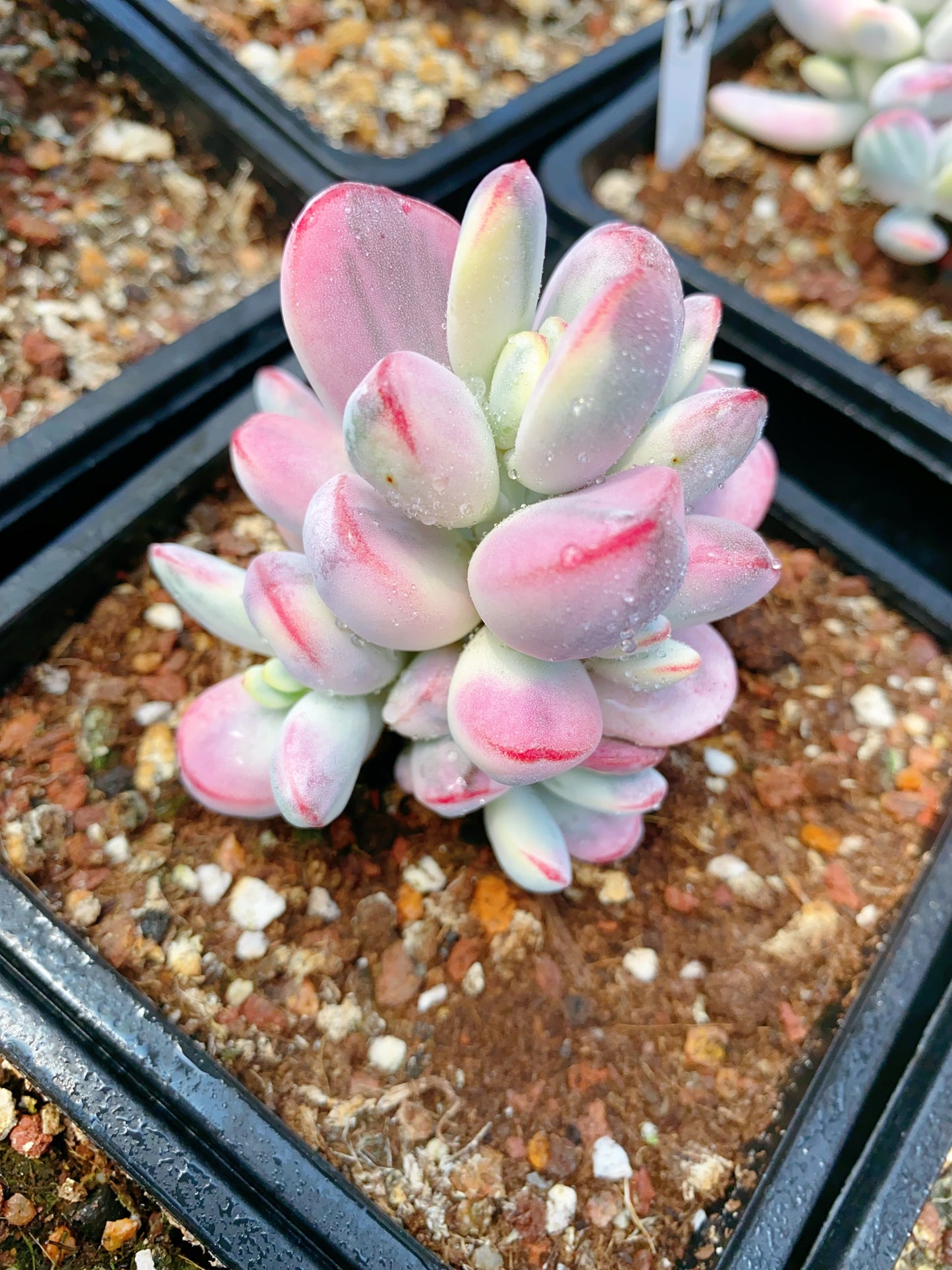 Cotyledon Orbiculata Variegated/乒乓福娘锦群 11cm pot