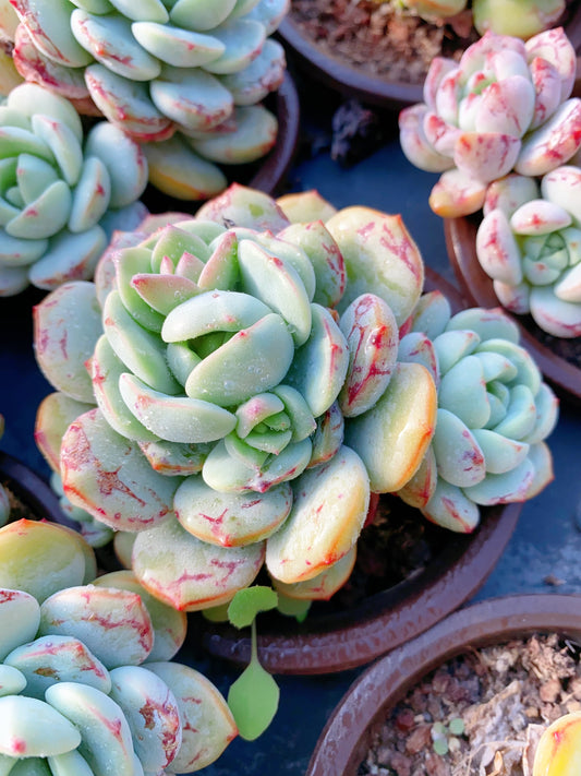 Sedeveria ‘Pudgye’/香草比斯 9cm pot