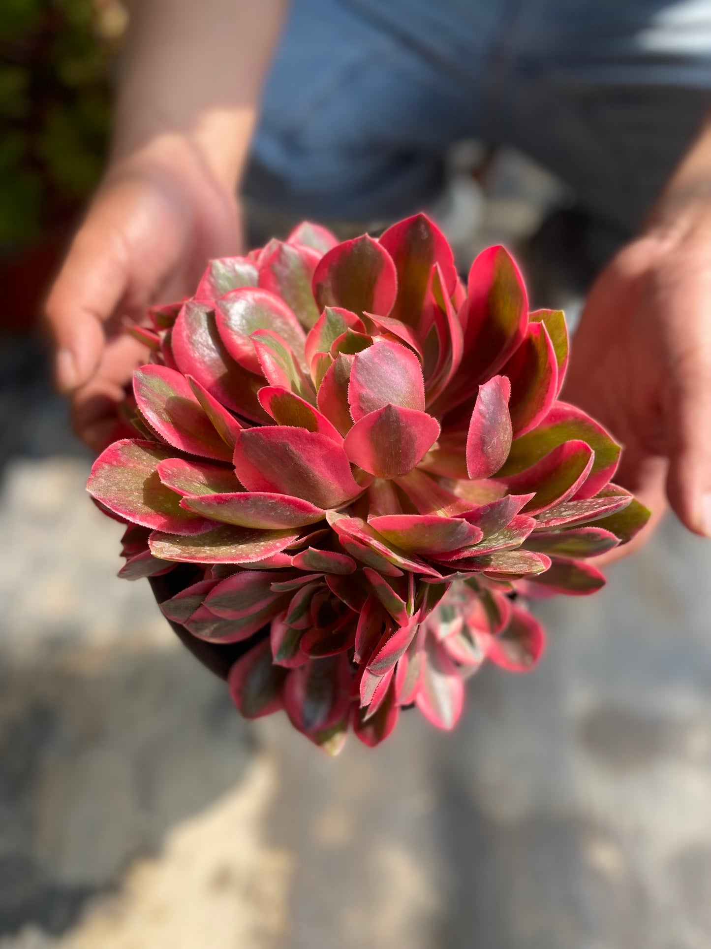 Banshee/女妖 cluster at least 8 heads 20-30cm aeonium cluster