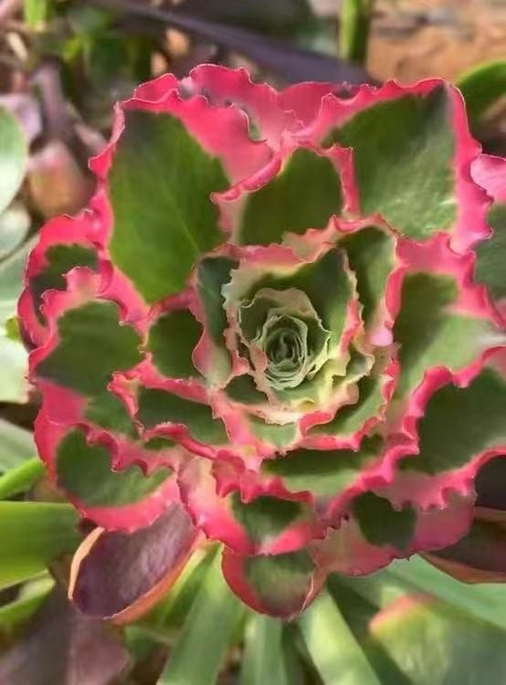 Peony/牡丹 cutting at least 10cm Aeonium Cutting Succulent Plant