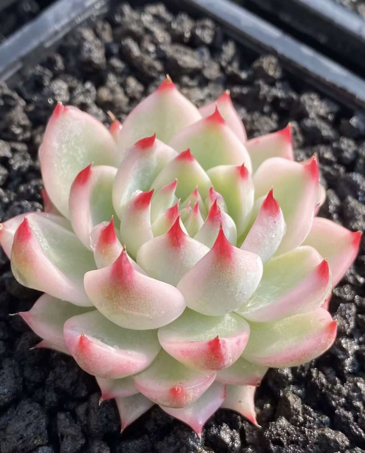 Echeveria Chihuahuensis variegated  /吉娃娃锦 11cm pot