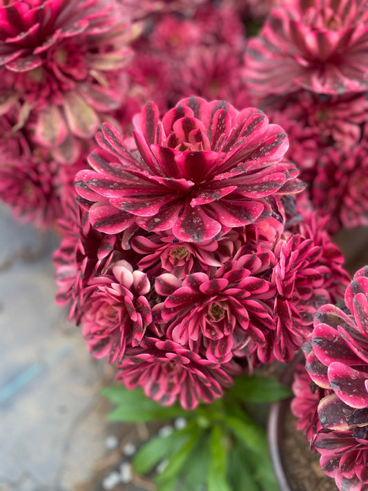 Pink Panther/粉红豹 cluster 20-30cm at least 10 heads
