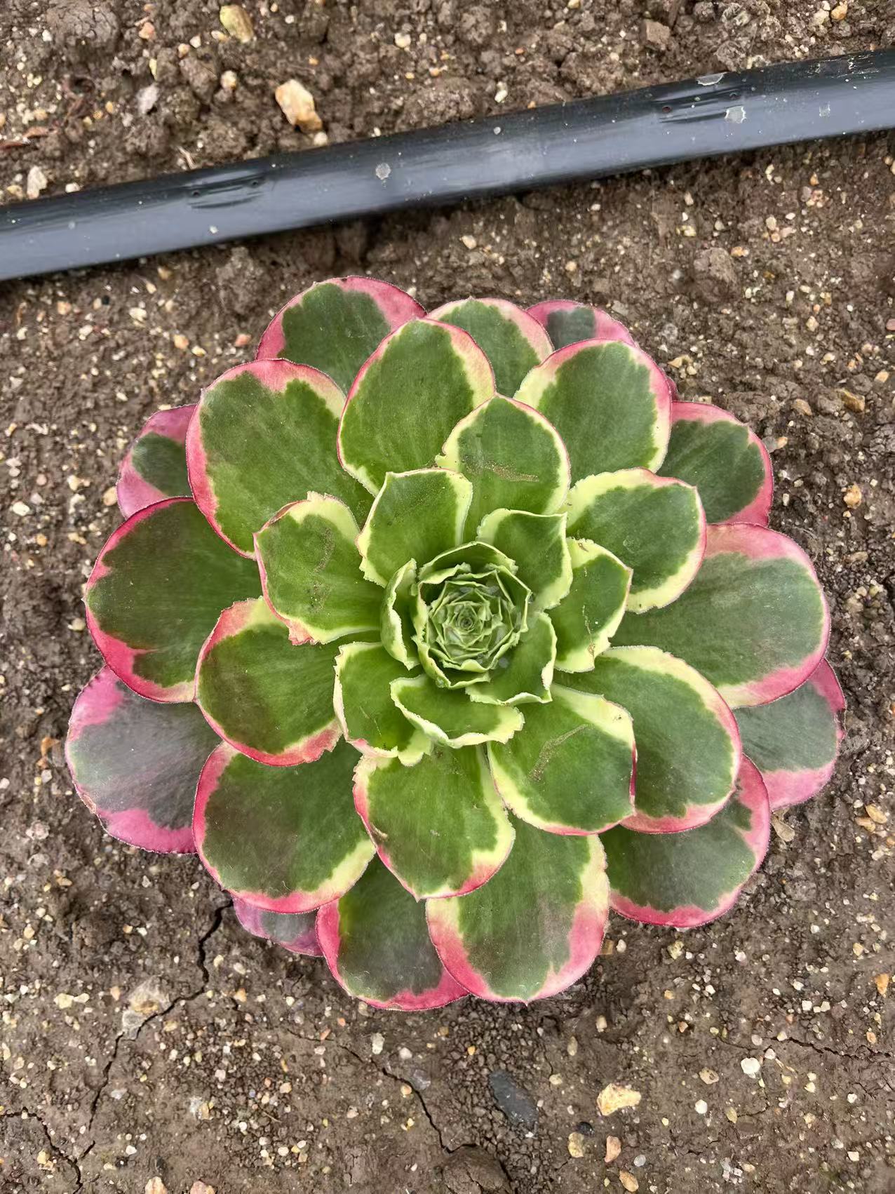 Peony/牡丹 single head with root at least 10cm Aeonium Cutting Succulent Plant