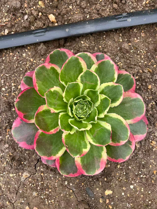 Peony/牡丹 single head with root at least 10cm Aeonium Cutting Succulent Plant