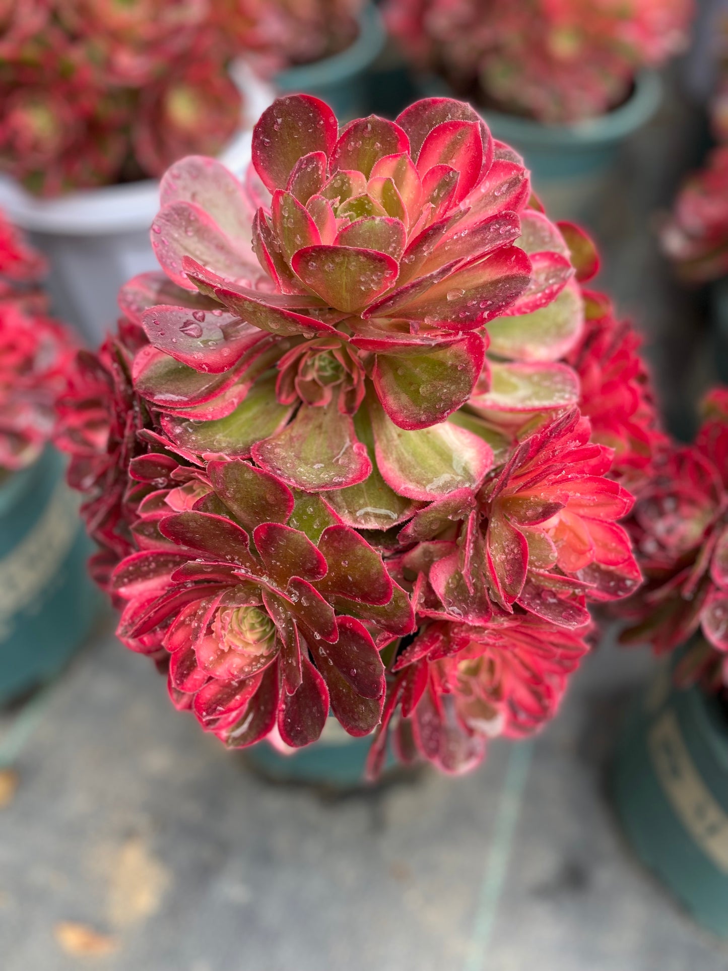 Black Magic variegated/黑魔锦 cluster 20-30cm at least 10 heads