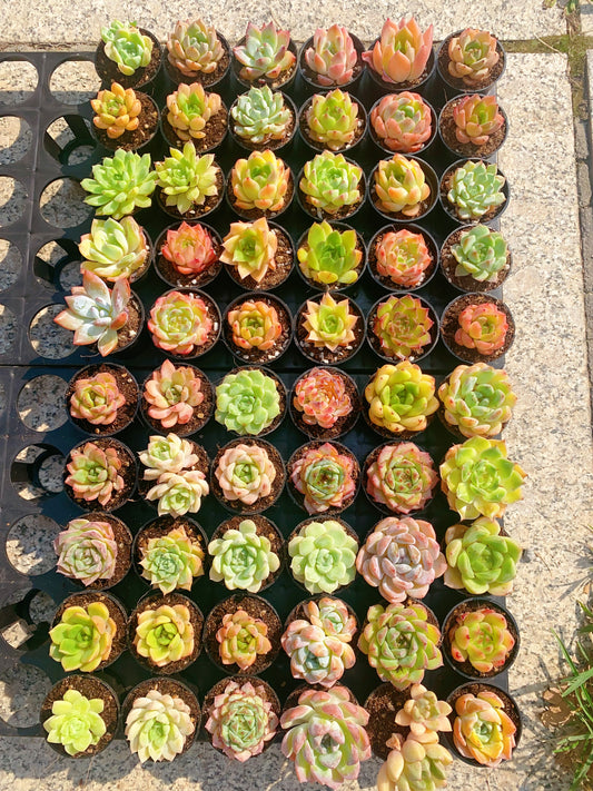 60 Echeveria Package 5cm pot