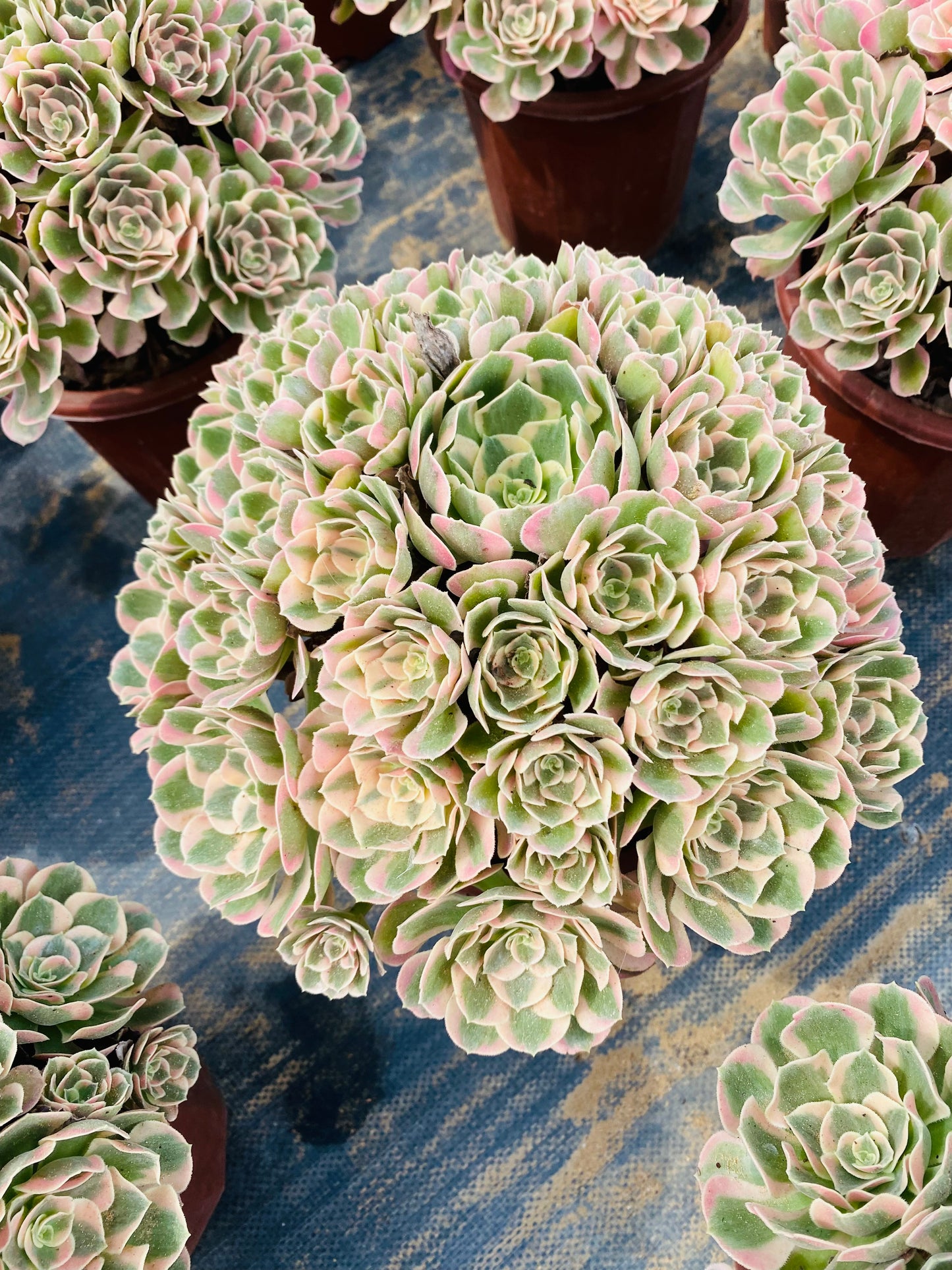 Pink Girl/粉女郎 Cluster At least 20 heads 30-40cm two years old Aeonium Cluster Succulent Plant