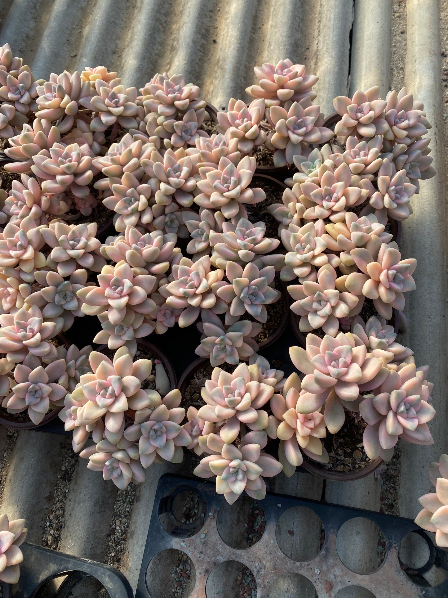 Pachyphytum 'Apricot Beauty'/美杏锦 4 heads 9cm pot