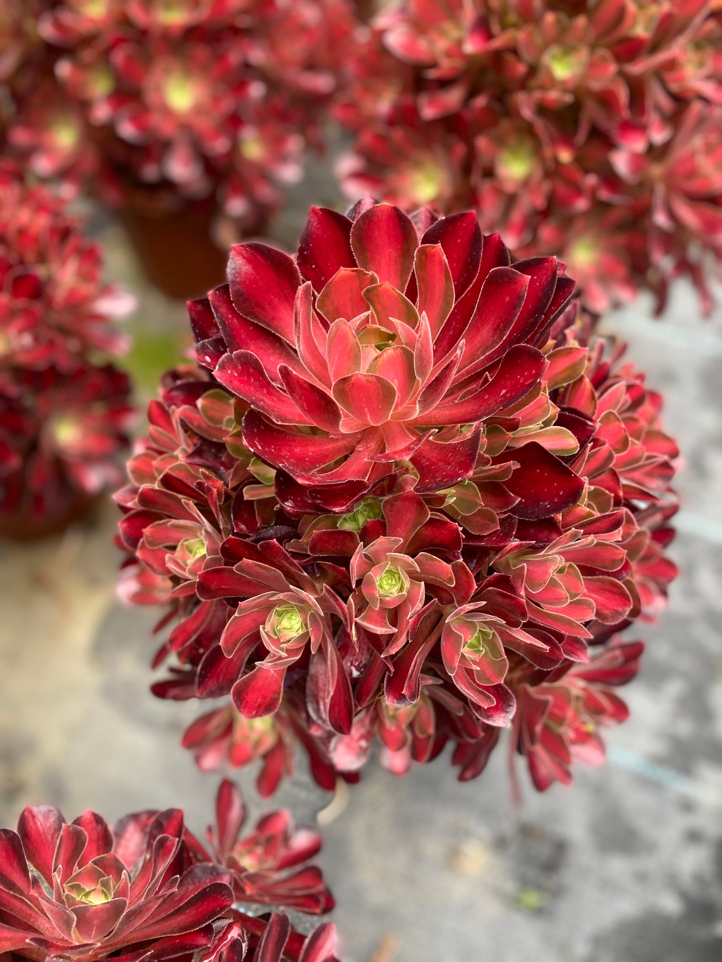 Queen Nina/妮娜皇后 cluster at least 12 heads 20-30cm