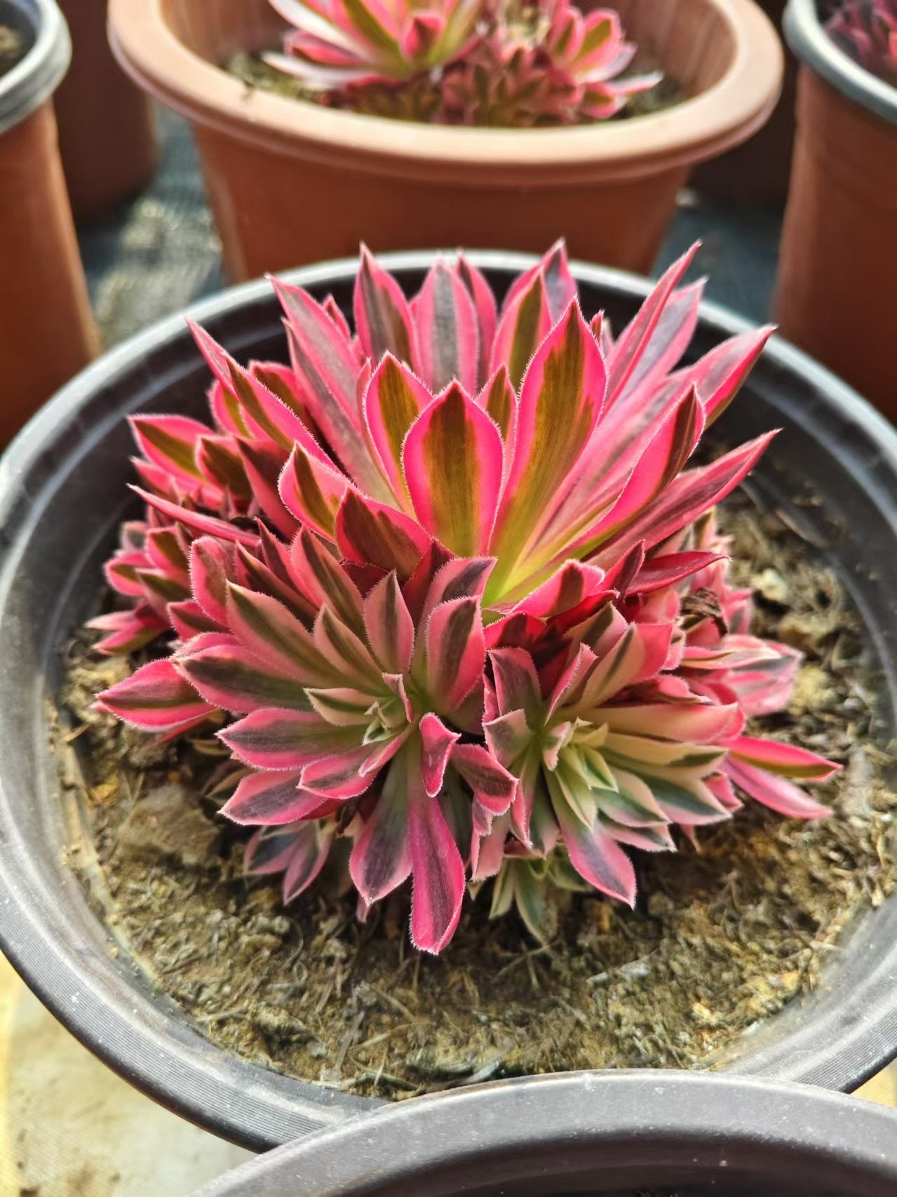 Phoenix Variegated/凤凰锦 cluster at least 15cm at least 10 heads