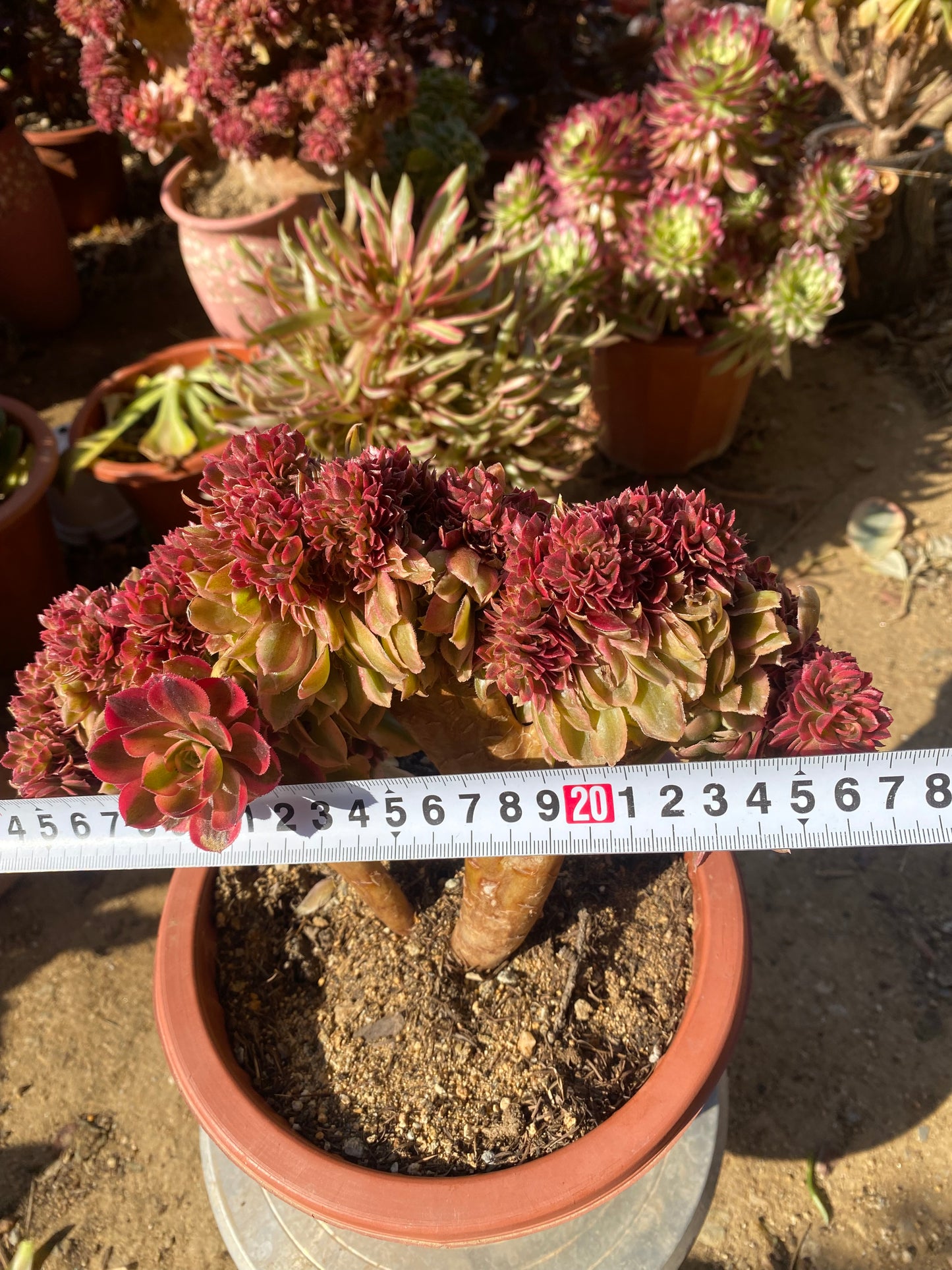 Luoshen Crested/洛神缀化 26cm two years old aeonium crested