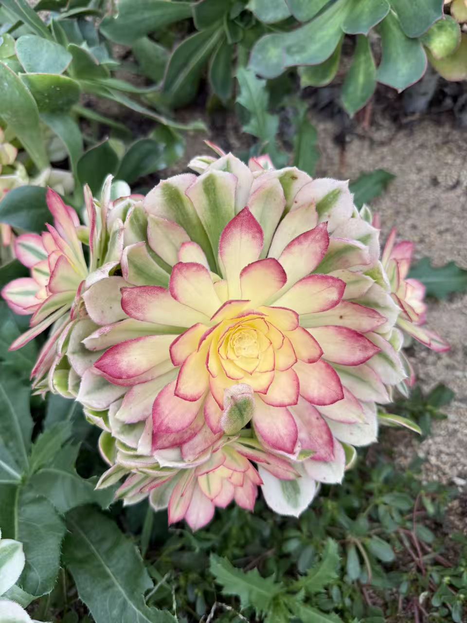 Plum Bossom/梅花 cluster at least 6 heads 20-30cm Rootless Aeonium Single head Succulent Plant