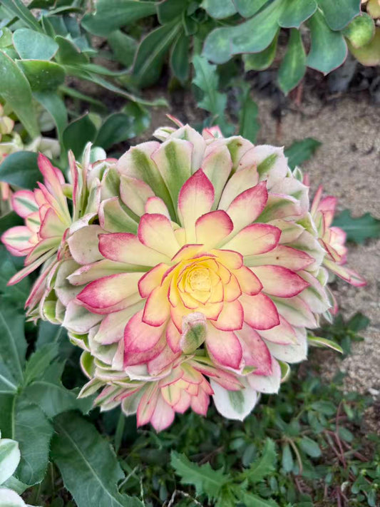 Plum Bossom/梅花 cluster at least 6 heads 20-30cm Rootless Aeonium Single head Succulent Plant