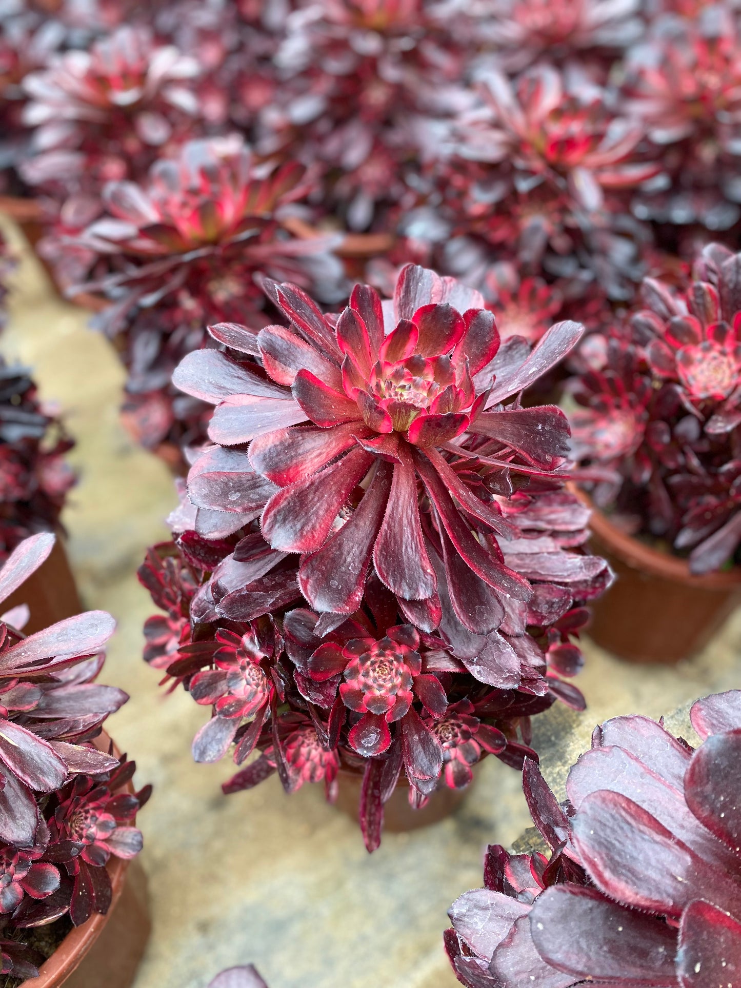 Daughter's Red Wine/女儿红 cluster at least 12 heads 20-30cm aeonium cluster
