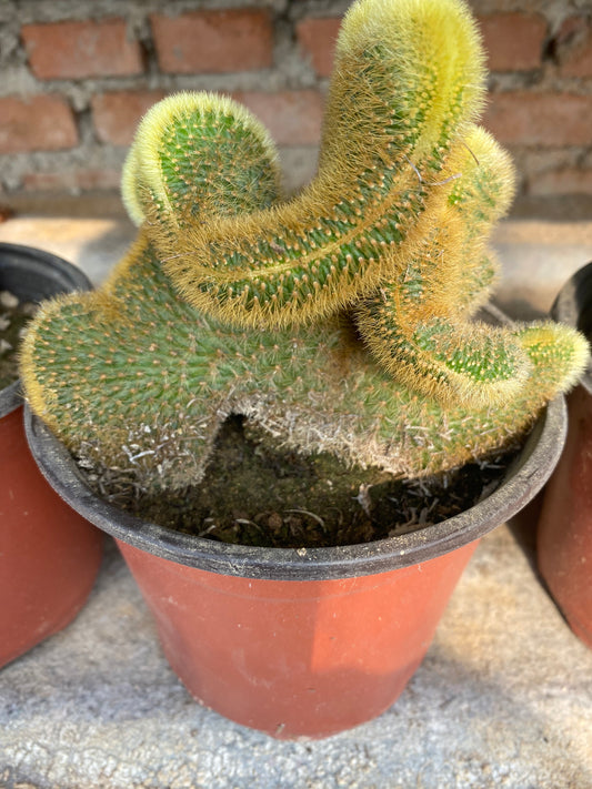 Five Finger Mountain Cactus/五指山仙人掌 13 cm pot