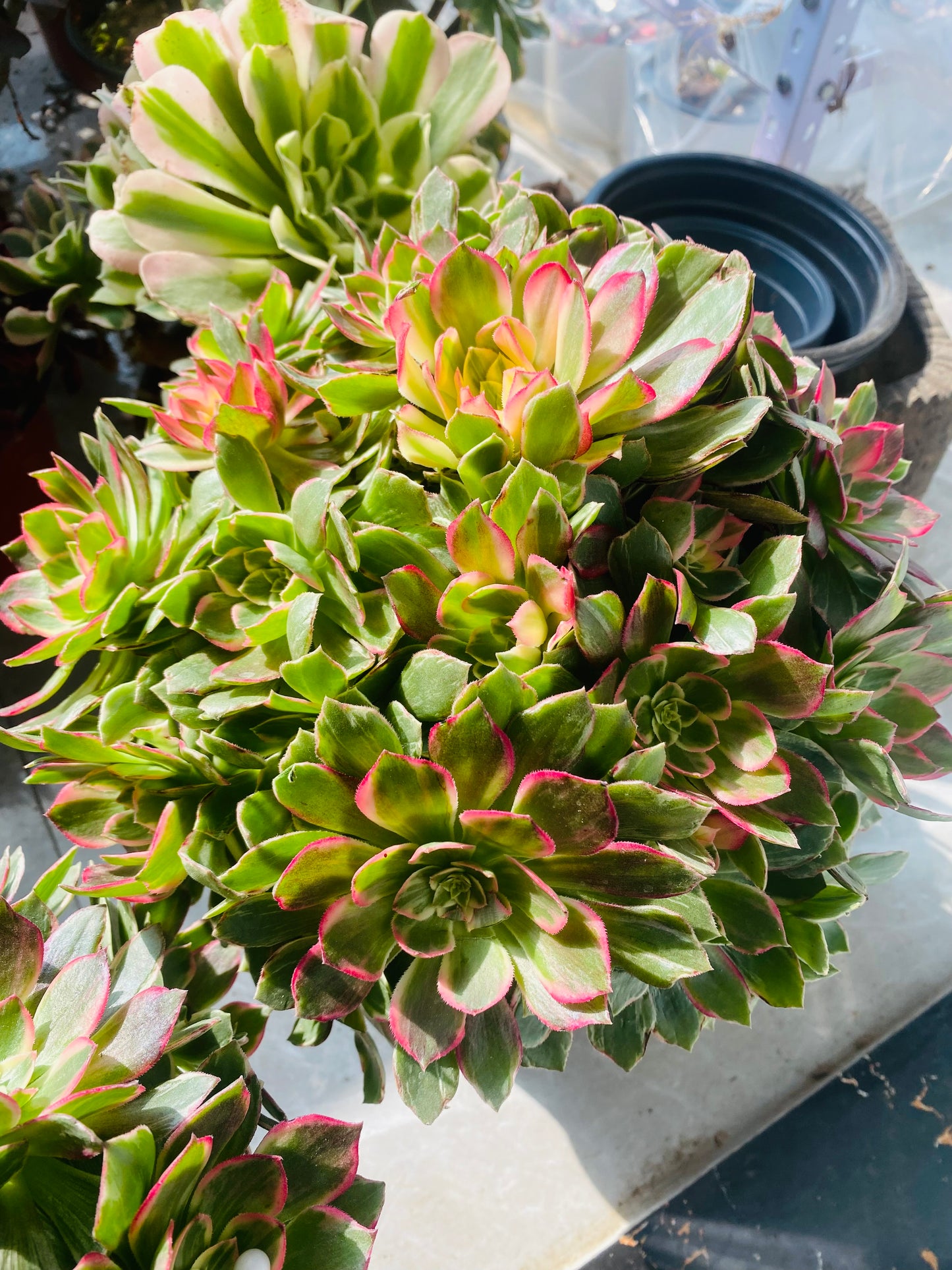 Kaleidoscope/万花筒 Spherical   cluster 25-30cm at least 20 heads Aeonium Cluster Succulent Plant