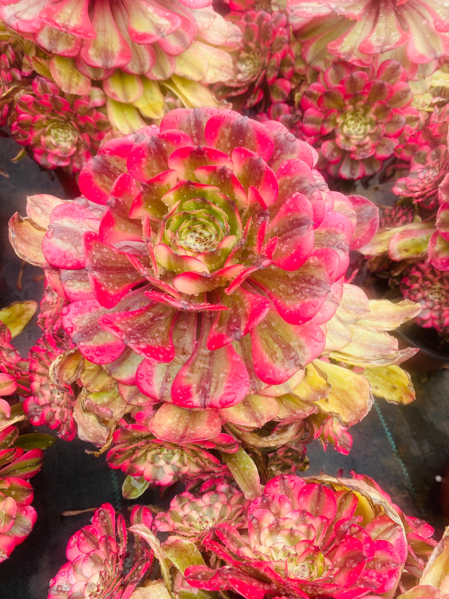 Pink Meiji/粉体美姬 cluster 20-30cm at least 10 heads