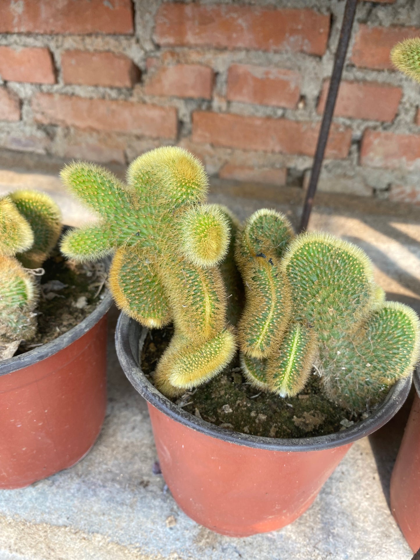 Five Finger Mountain Cactus/五指山仙人掌 13 cm pot