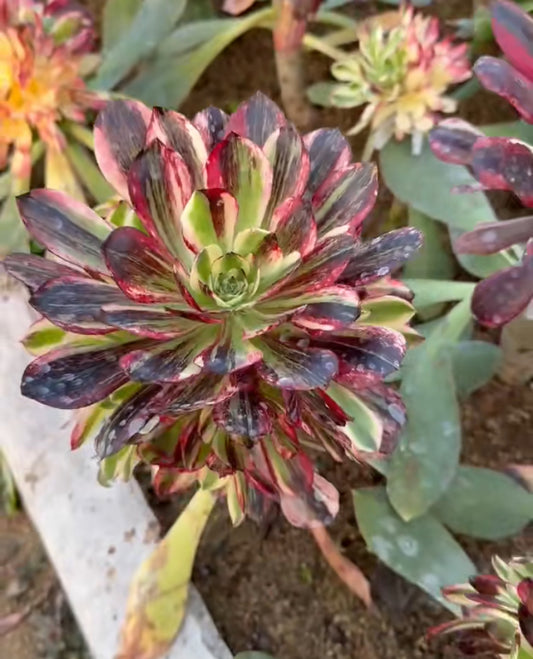 Earl of Heaven/伯爵天骄 cutting at least 10cm Aeonium Cutting Succulent Plant