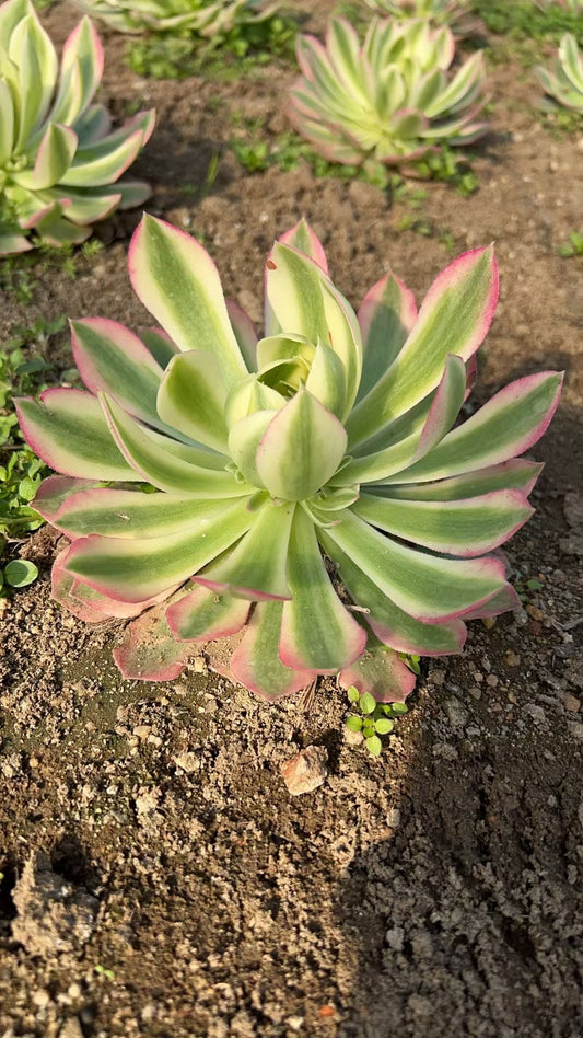 Rose Quartz/粉水晶 Small Cluster at least 5 small heads 15-20cm