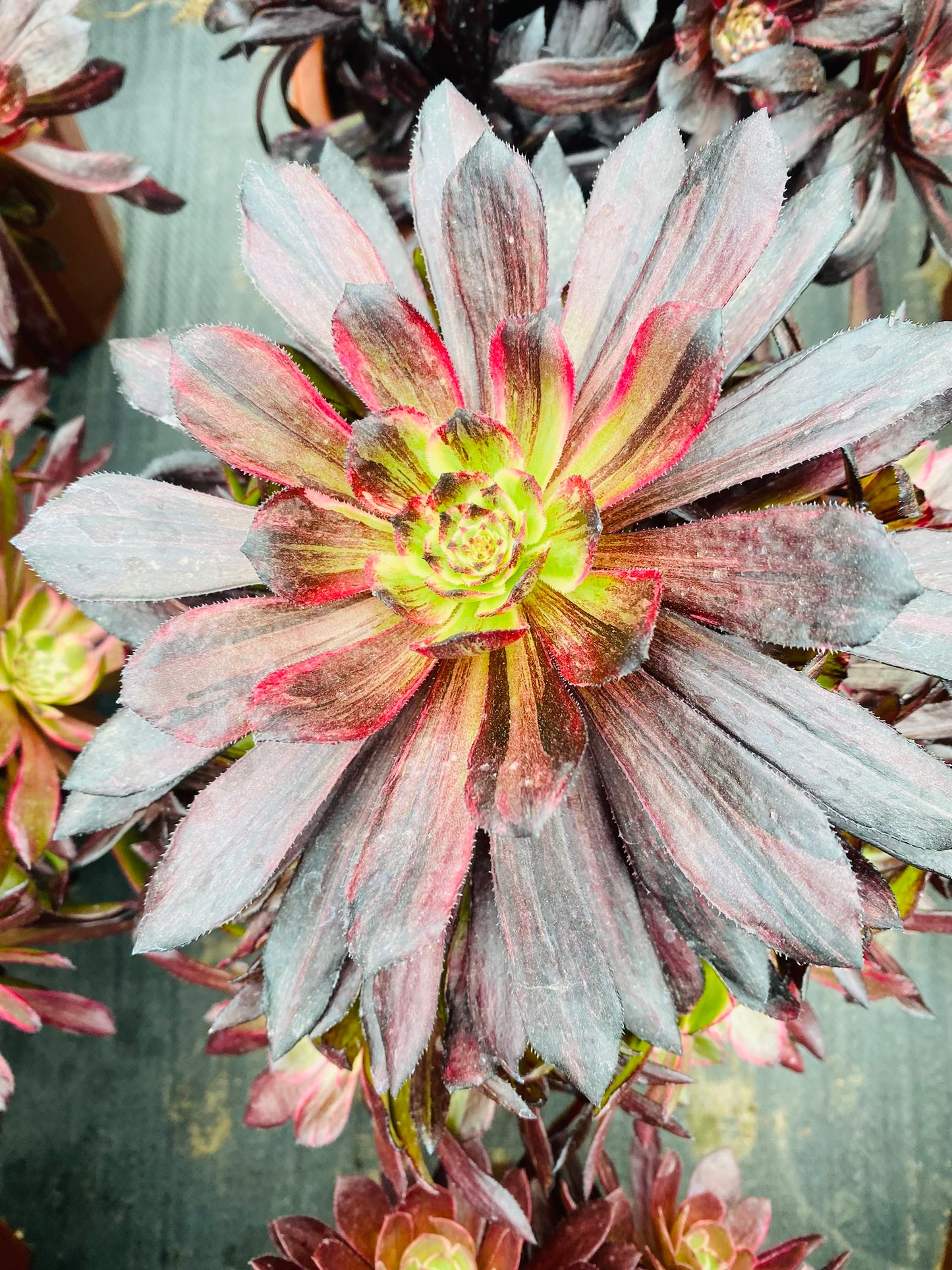 Blooming Flowers/繁花 cluster at least 15 heads 20-30cm aeonium cluster