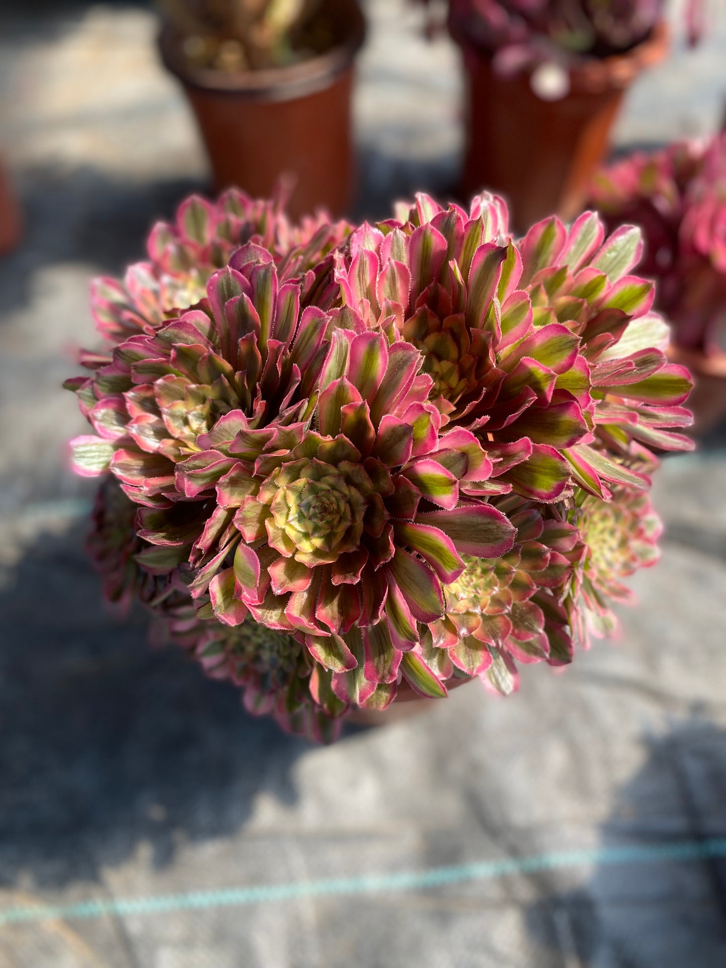 Variations of Zinfandel/粉黛变异 Spherical Cluster At least 10 heads 25cm-30cm