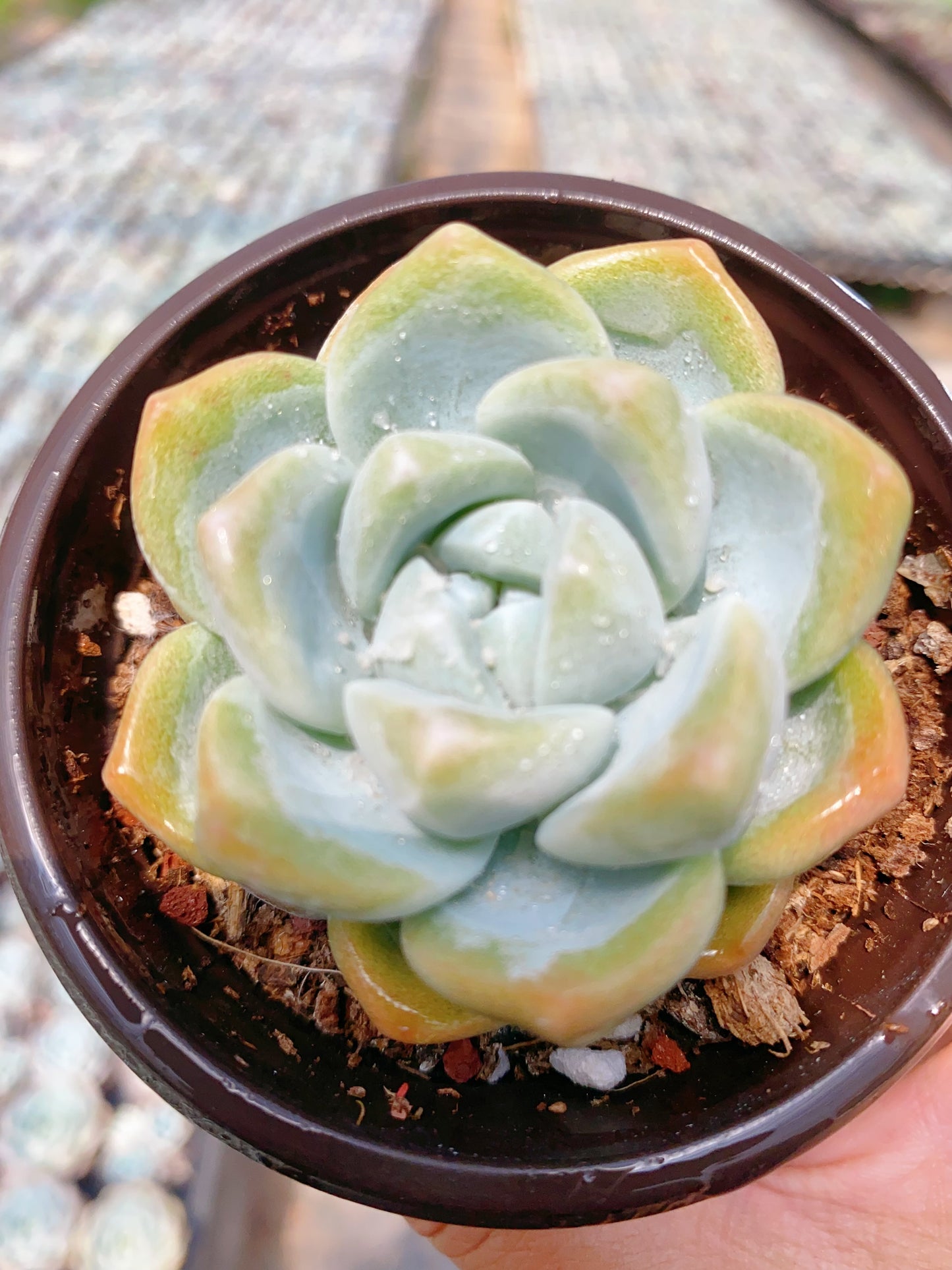 Ice Green/冰玉 9cm pot