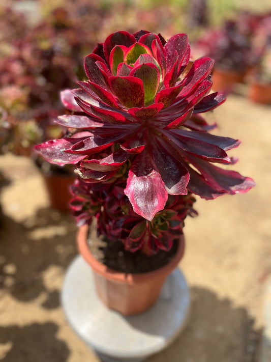 Phantom/魅影 cluster at least 12 heads 26 cm two years old only one. Have two broken branches. You  will get the one in the picture. aeonium cluster