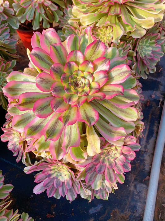 Beauty/佳丽 cluster 30-40cm at least 18 heads two years old Aeonium Cluster Succulent Plant