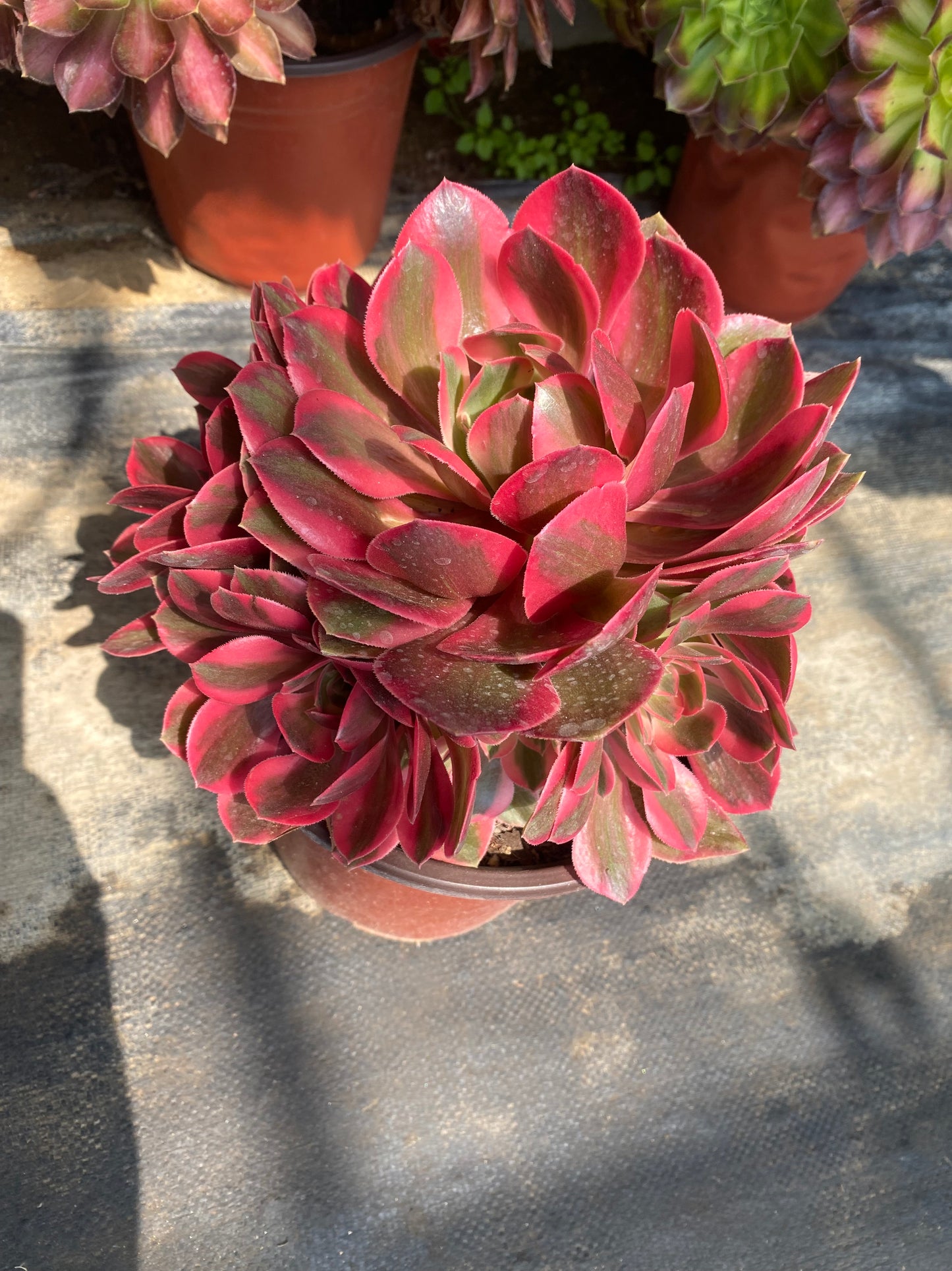Banshee/女妖 cluster at least 8 heads 20-30cm aeonium cluster