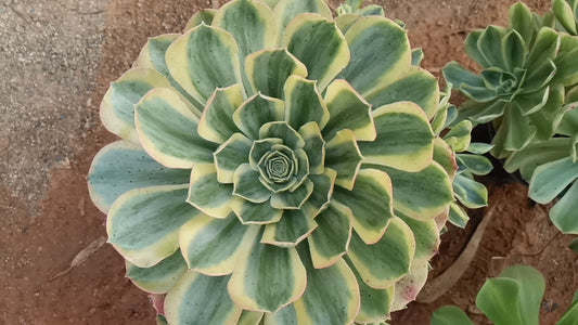 canariense var. canariense Veriagated/香炉盘锦 single head with root at least 15cm