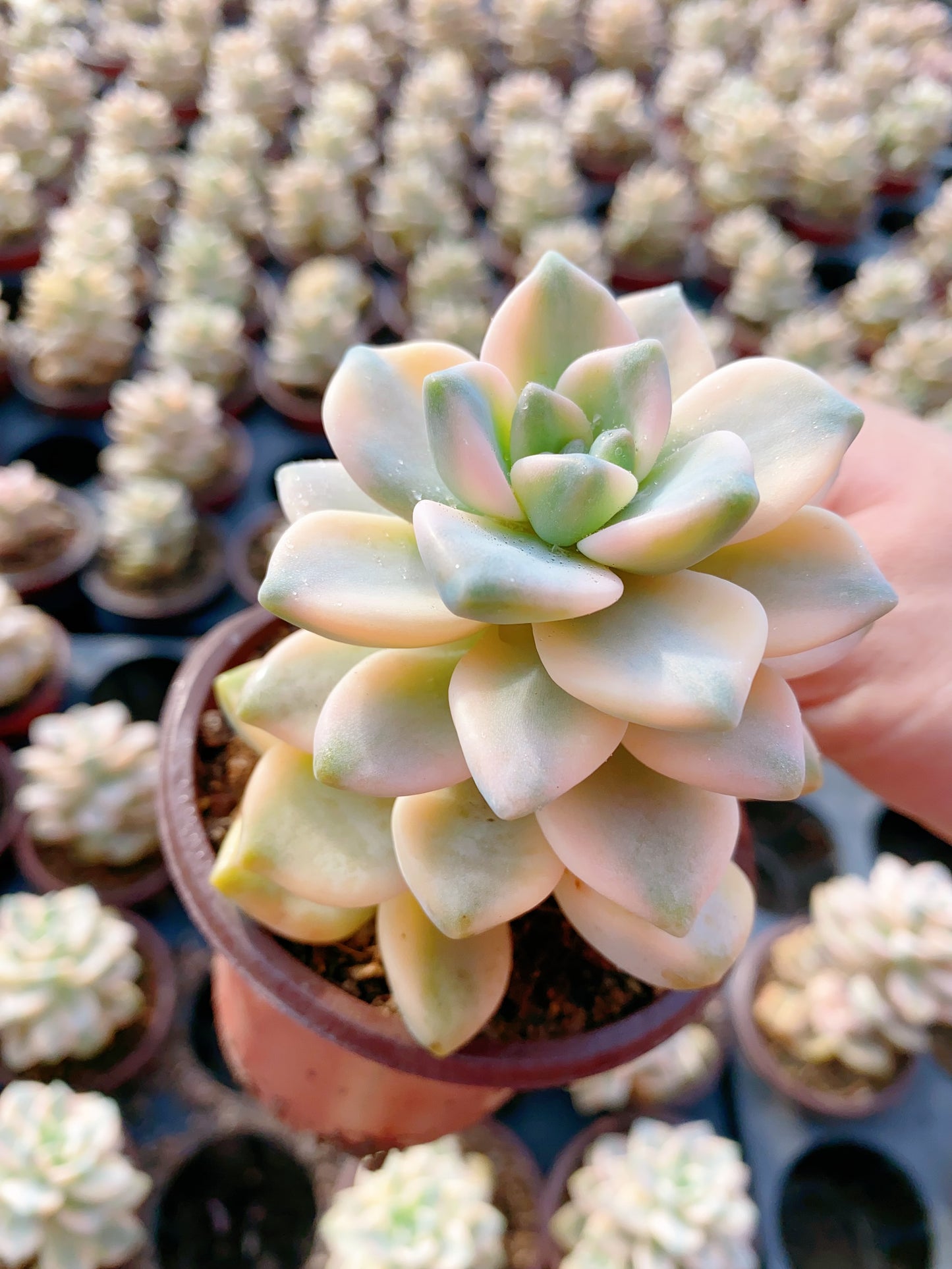 Pachyphytum 'Apricot Beauty' /美杏锦 9cm pot