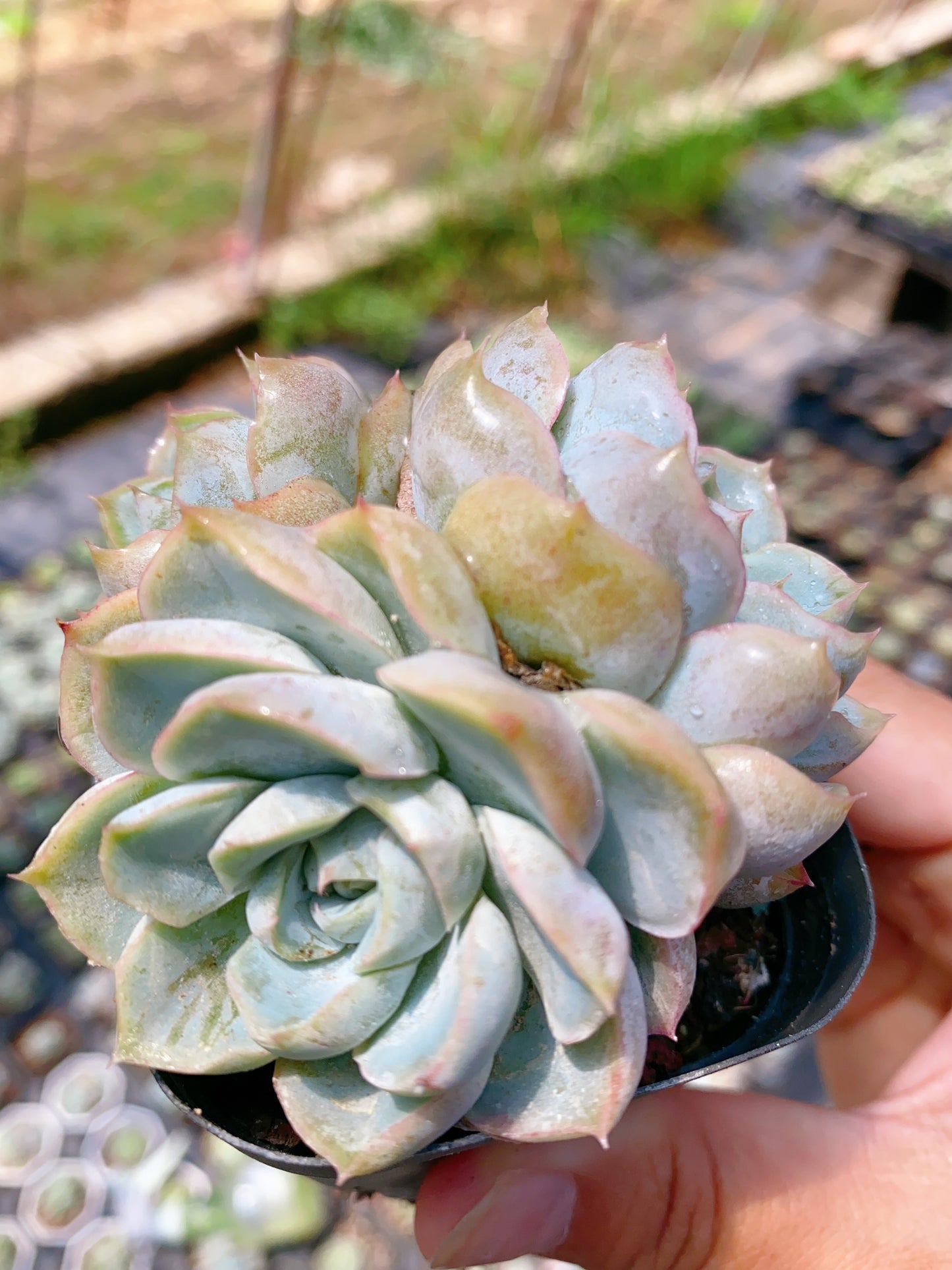 Chubby Tiger/胖虎群 6cm pot cluster