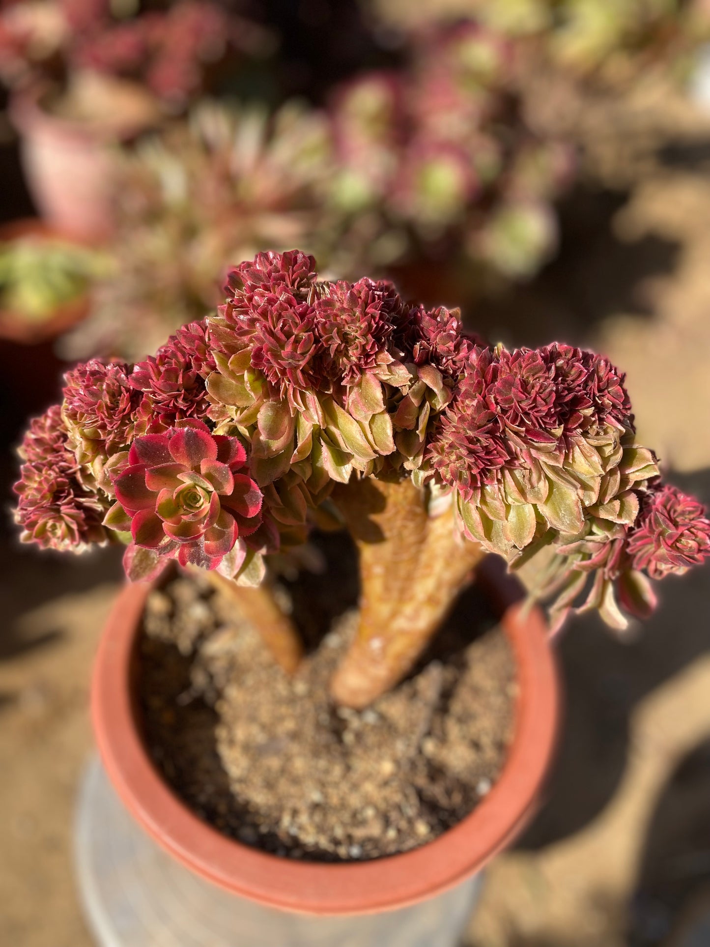 Luoshen Crested/洛神缀化 26cm two years old aeonium crested