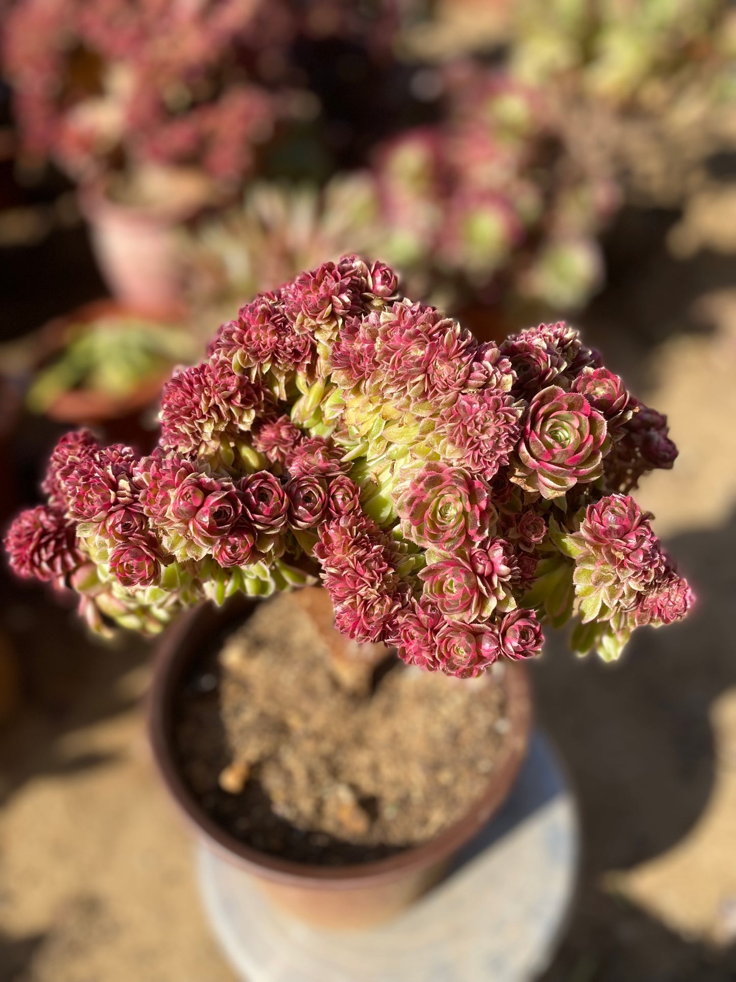 Allure Crested/倾城缀化 25cm two years old aeonium crested