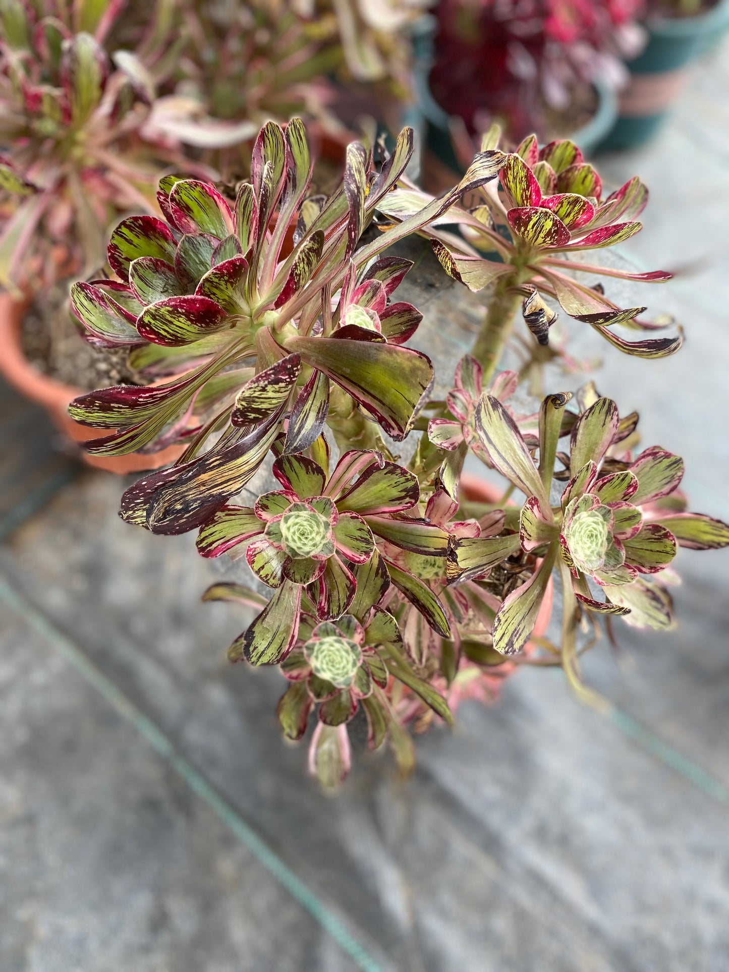 Variegated of The V/V 锦 Spherical Cluster At least 6 heads 30cm-35cn High: at least 30cm