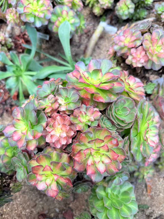 Colorful Neptune /海王七彩 cluster 25-30cm rootless