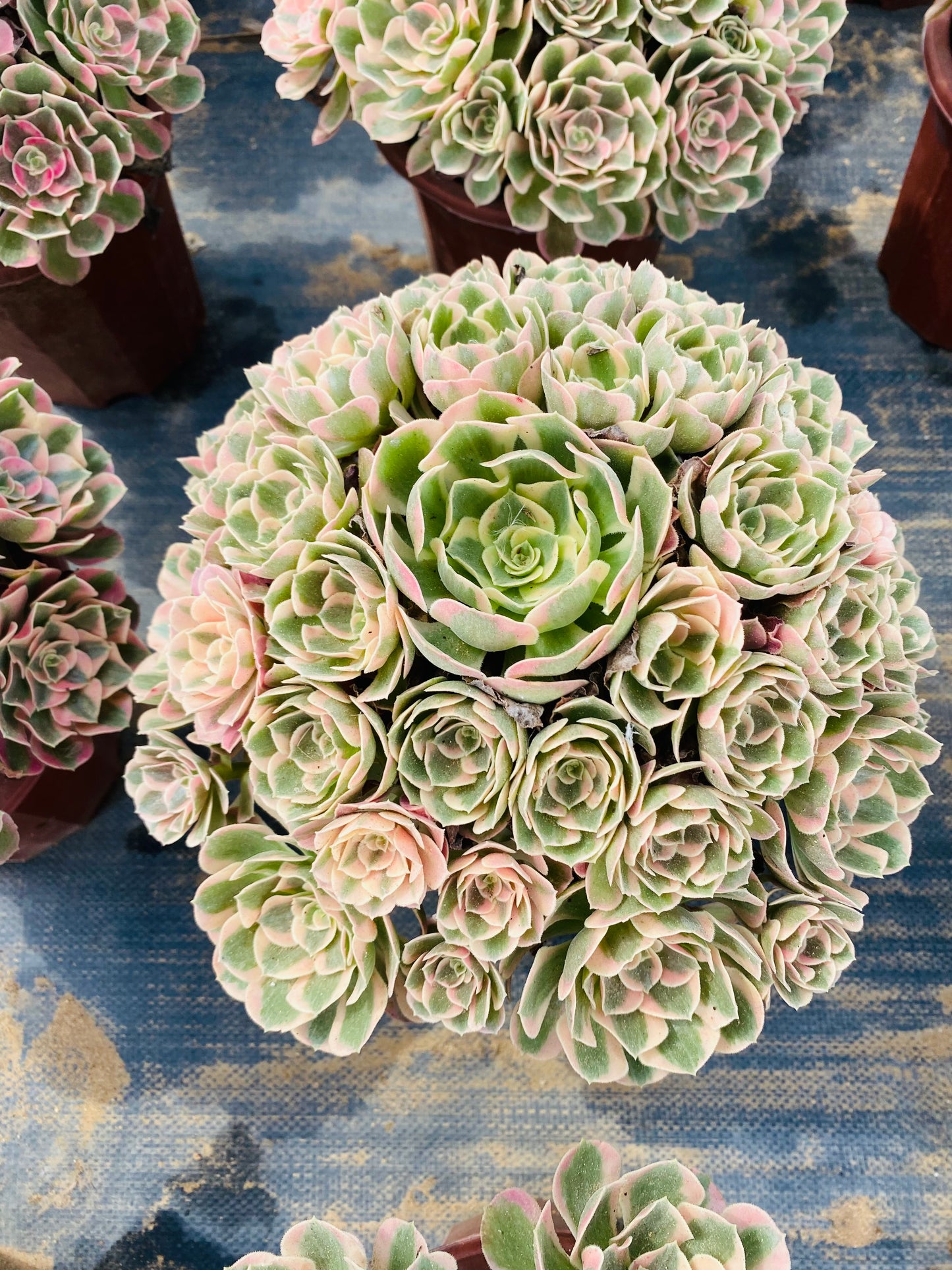 Pink Girl/粉女郎 Cluster At least 20 heads 30-40cm two years old Aeonium Cluster Succulent Plant