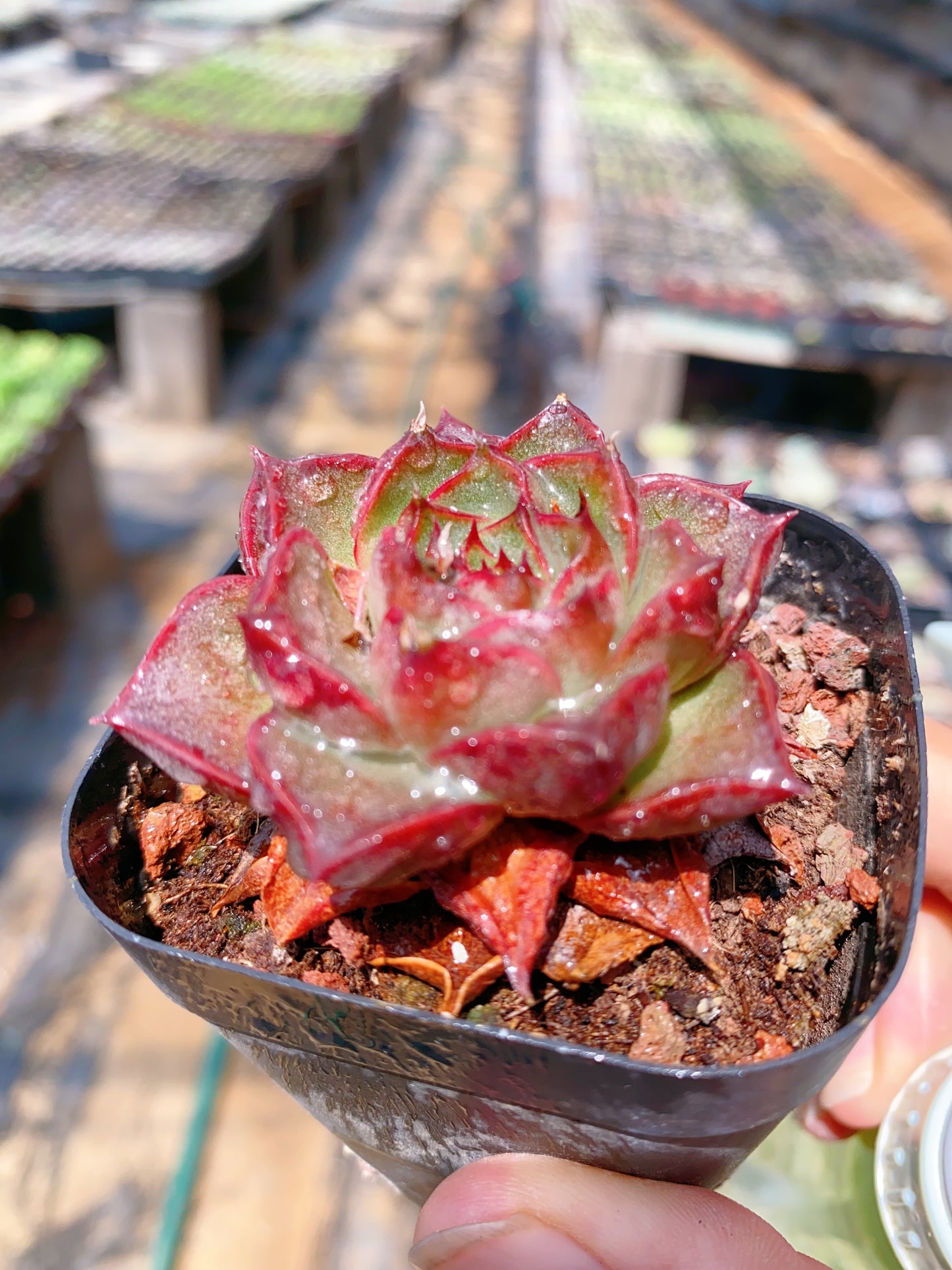 Cinnabar Cup/朱砂盏 6cm pot