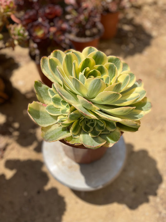 canariense var. canariense Veriagated/香炉盘锦 cluster 25cm 6 heads only one. You will get this one in the picture. aeonium cluster