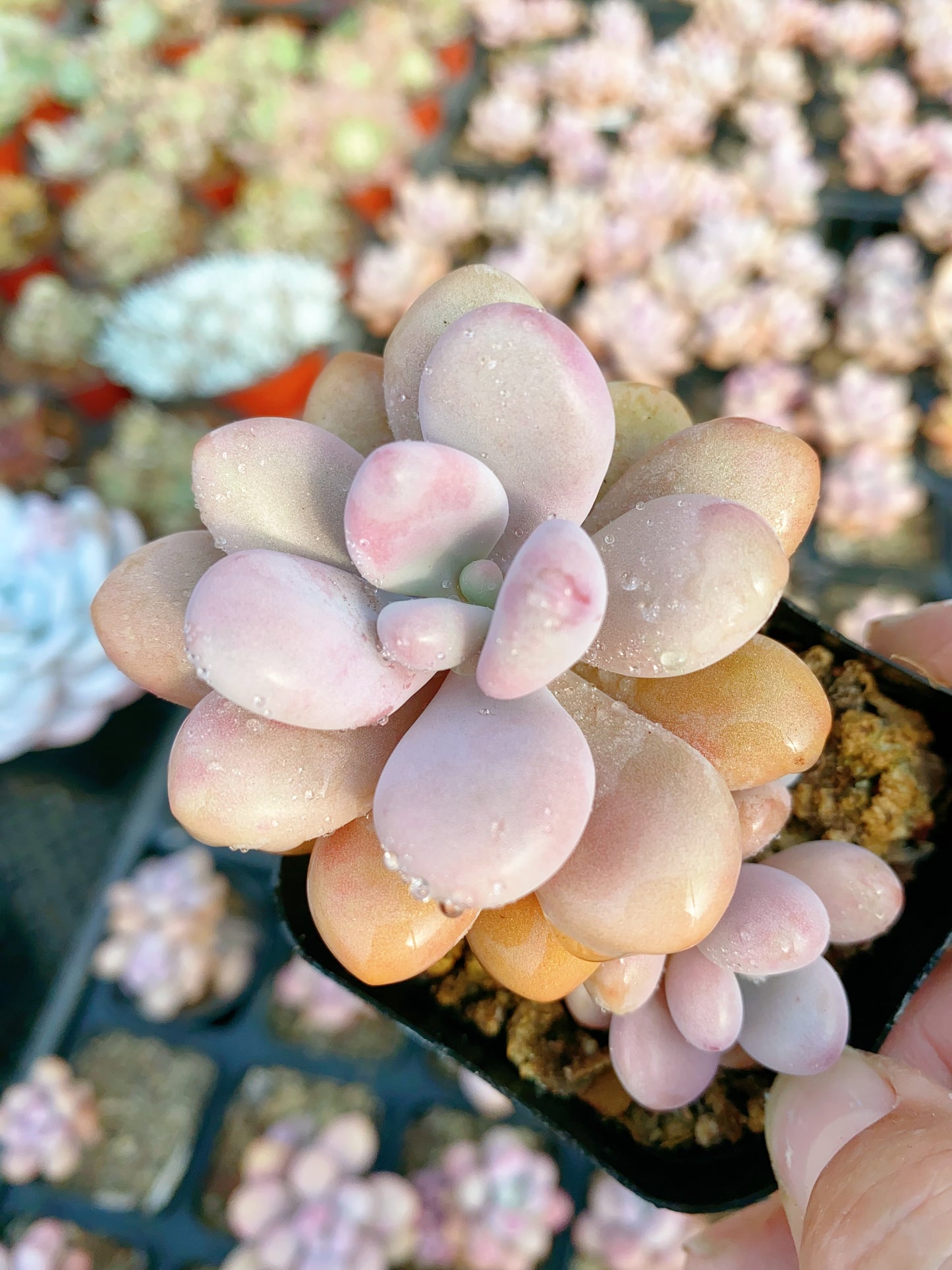 Graptopetalum amethystinum/桃蛋 6.5cm pot