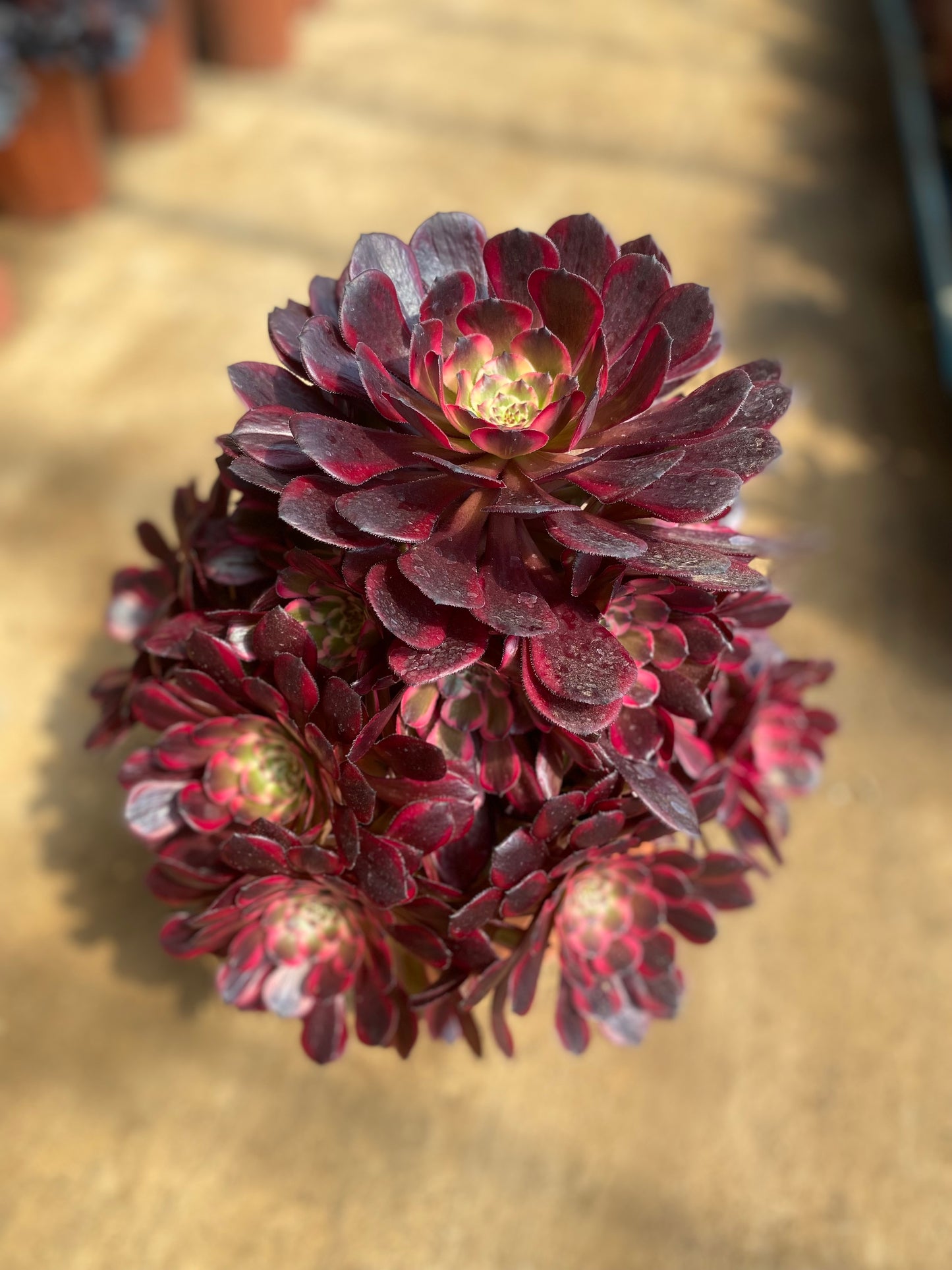 Ji Yue /霁月 Cluster at least 18 heads 25-35cm
